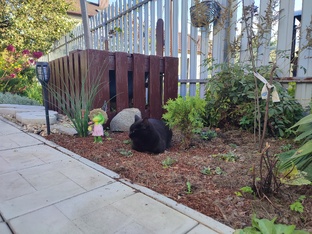 Уголки сада