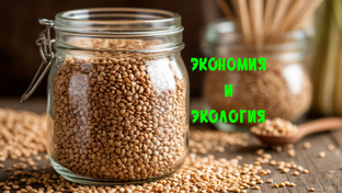 Эко-привычки и осознанное потребление