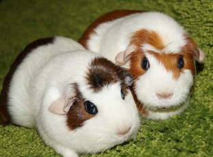 История, знакомство.