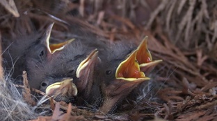 Птичкариум у окна