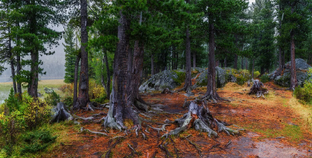 Сибирские тайны здоровья