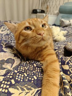 Приключения Кота