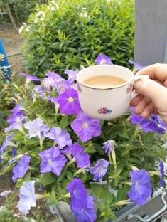🌸 Цветы души моей 🏡