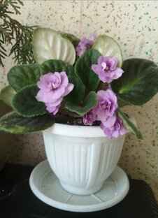 Сенполии (фиалки) 
