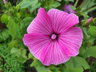 Все о выращивании садовых цветов