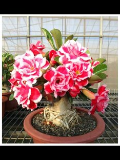 Выращивание адениумов