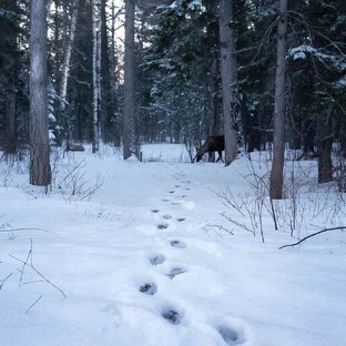 Зверолов: Путешествие за трофеем