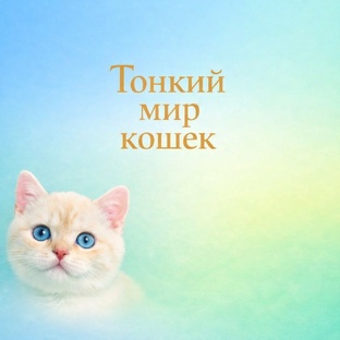 Тонкий мир кошек