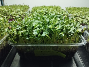 Что такое микрозелень 