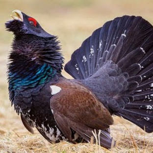 Глухарь: таёжный гигант с голосом грома