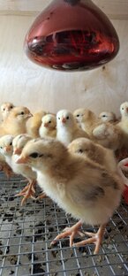 выращивание бройлера 