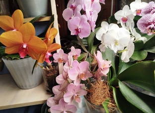 КАЛЕНДАРЬ домашних цветений коллекции орхидей фаленопсисов