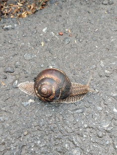 Всё об улитках и даже больше!🐌🐚