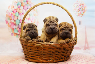 Купить шарпея