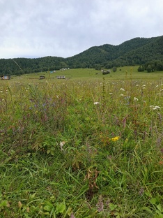 Поиски участка.