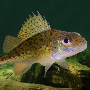 Ёрш: маленький, колючий, но настоящий хищник