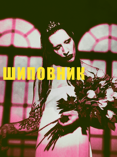 шиповник. колючие сплетни