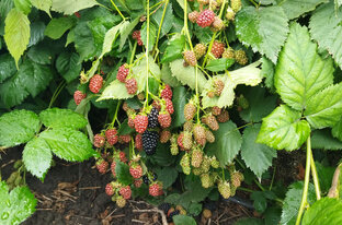 Ежевика. Наш уход при выращивании