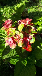 Крупнолистные гортензии