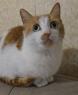 Про Тасю🐈🩷