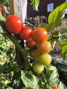 Томаты черри на подоконнике