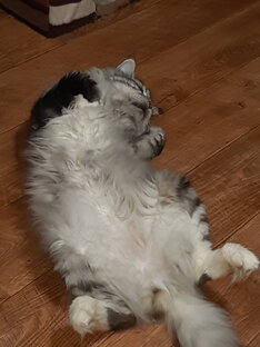 Мои мейн куны