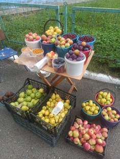 Фрукты моего сада.