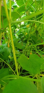 Дачные зарисовки