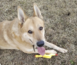 Против эвтаназии 