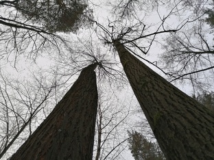 Звук Скрип деревьев. 