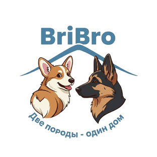 Корги Бри & Бро