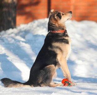 Пес Яша, который очень ждет!