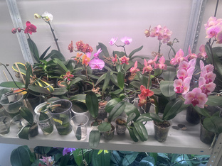 Посадка/пересадка орхидей