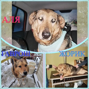 АЛЯ Гаврош ЖОРИК