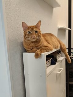 Воспитание Кота