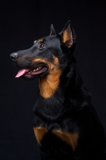 WinnerHund Etelhard♂