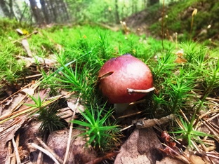 Сбор ягод и грибов.