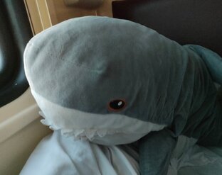 Акула путешествует