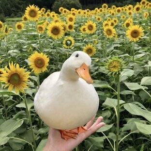 Уточки