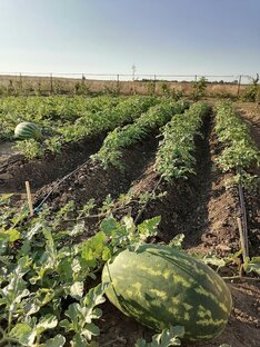 Сад и огород