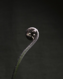 Плантариум