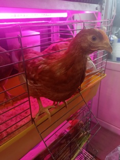 цыпердюшеньки