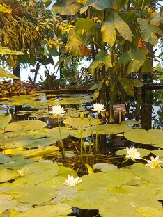 Аптекарский огород