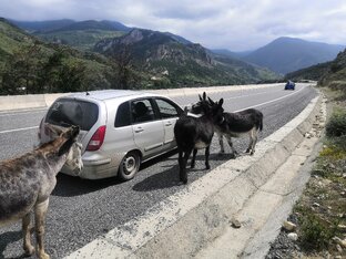 РЕСПУБЛИКА СЕВЕРНАЯ ОСЕТИЯ-АЛАНИЯ