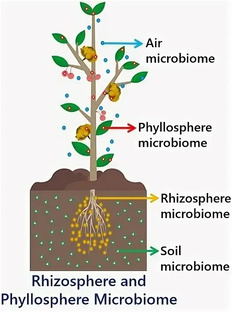 Садовое - от теории к практике