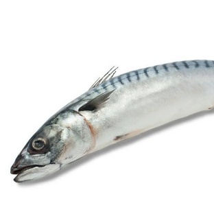 Макрель: океанский хищник с телом-торпедой и стальным характером