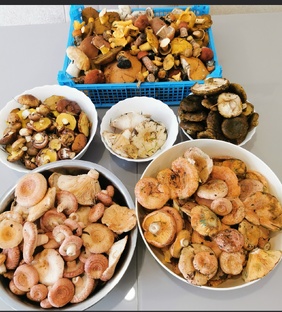 Тихая охота