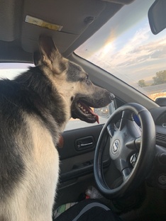 Про животных