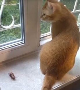 Любимая игрушка кота-жук на батарейке.