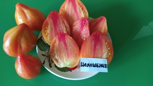 Всё о томатах! 